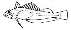Familia Tripterigiidae_claves.jpg